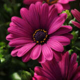 Osteospermum Serenity Dark Purple P68ostsdp - Garden Express Australia