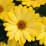 Gurus Osteospermum Bold Collection