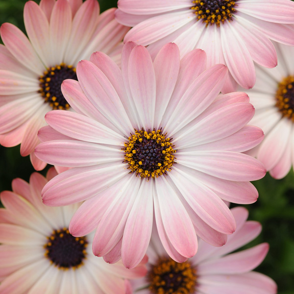 Gurus Osteospermum Blush Collection