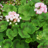 Pelargonium Apple Blossom P68pelabl - Garden Express Australia