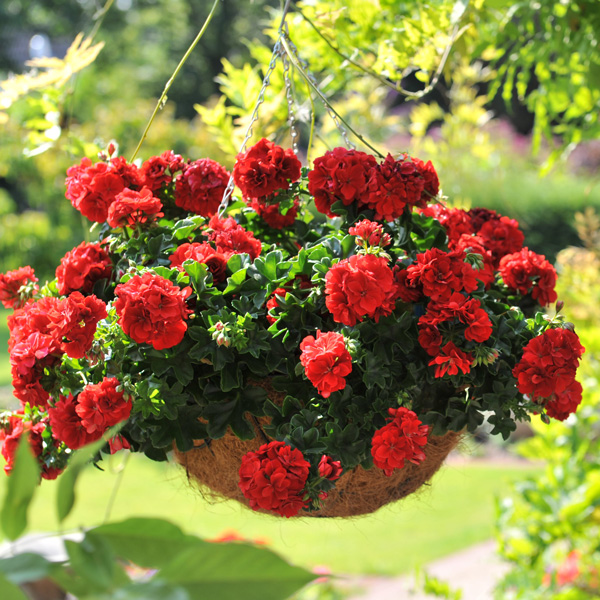 Pelargonium Great Balls Of Fire Dark Red