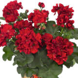 Pelargonium Great Balls Of Fire Dark Red