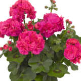 Pelargonium Great Balls Of Fire Deep Rose Lplpelgbrs - Garden Express Australia