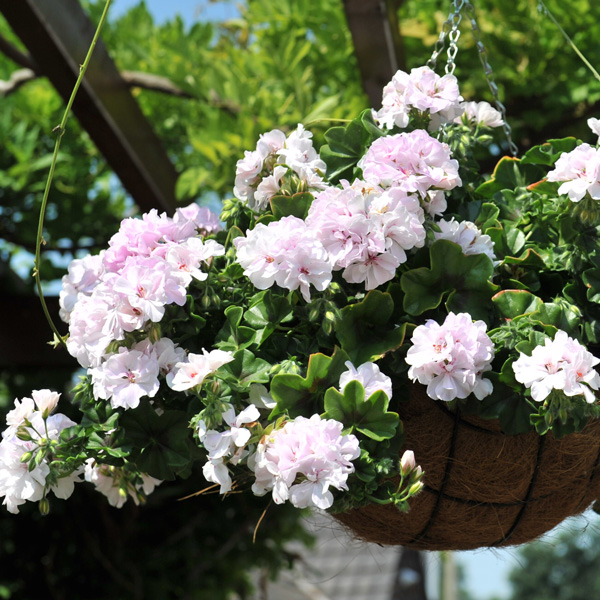 Pelargonium Great Balls Of Fire White