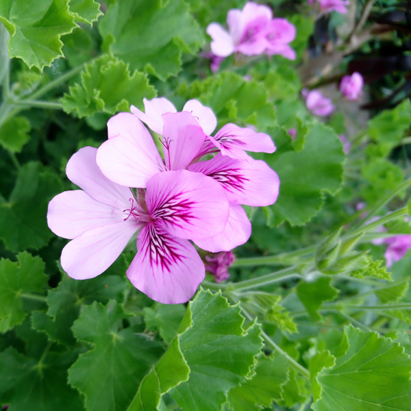 Pelargonium- Lime Scented Geranium - Garden Express