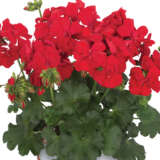 Pelargonium Santana Dark Red Lplpelsdr - Garden Express Australia