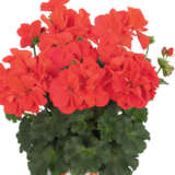 Pelargonium Santana Fire Lplpelsfr - Garden Express Australia