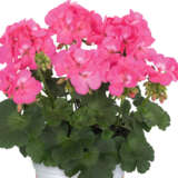 Pelargonium Santana Pink Lplpelspn - Garden Express Australia