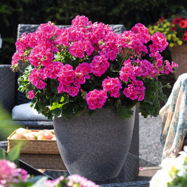 Pelargonium Santana Pink Splash