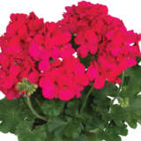 Pelargonium Santana Purple Lplpelspl - Garden Express Australia