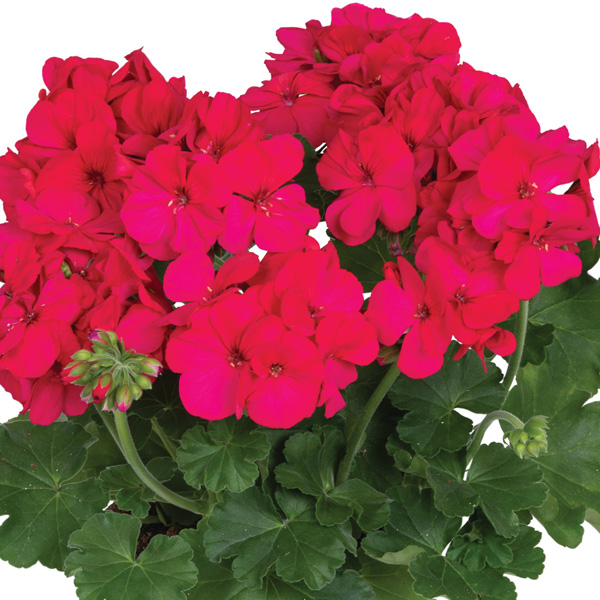 Pelargonium Santana Purple