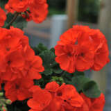 Pelargonium Savannah Oh So Orange