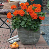 Pelargonium Savannah Oh So Orange Lplpelsoo - Garden Express Australia