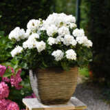 Pelargonium Savannah White Lplpelswh - Garden Express Australia