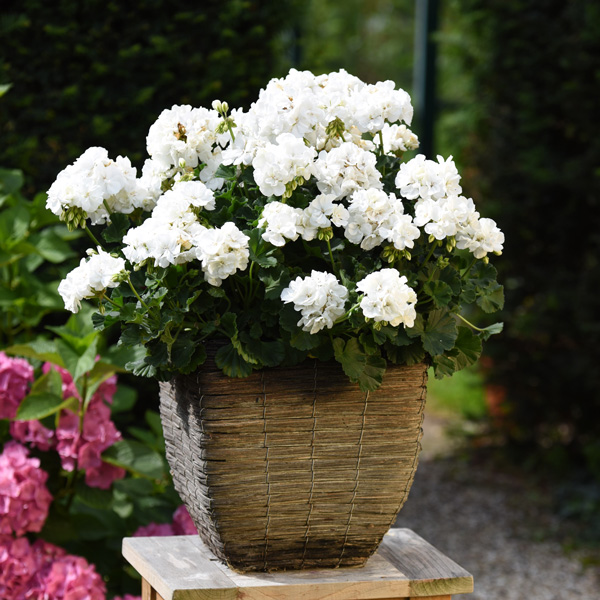 Pelargonium Savannah White