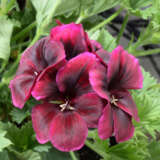 Pelargonium Solstice Chocolate