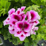 Pelargonium Solstice Lilac Lplpelsli - Garden Express Australia