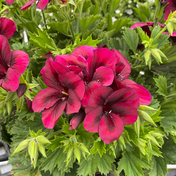 Pelargonium Solstice Red