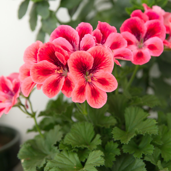 Pelargonium Solstice Salmon Shades