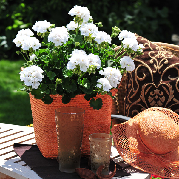 Gurus Pelargonium Collection