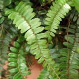 Pellaea Sickle Fern