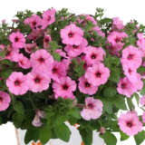 Petunia Durabloom Royal Pink Lplpetdrp - Garden Express Australia