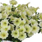 Petunia Durabloom Yellow Lplretdye - Garden Express Australia