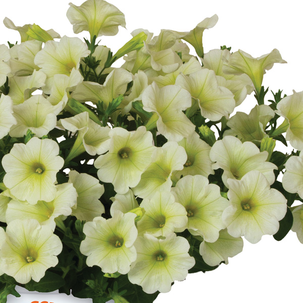 Petunia Durabloom Yellow - Garden Express