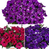 Petunia Sparkling Collection Colpetsco - Garden Express Australia