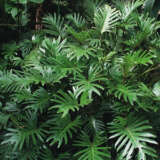 Philodendron Xanadu Lpophixan - Garden Express Australia