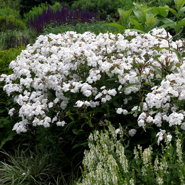 Phlox Minnie Pearl