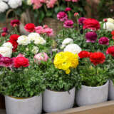 Ranunculus Pot Mixed X 3