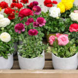 Ranunculus Pot Mixed X 3