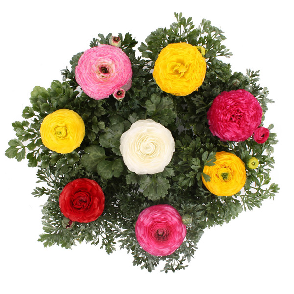 Ranunculus Pot Mixed X 3