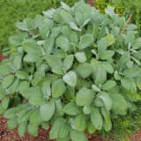 Sage Broadleaf Lplsagble - Garden Express Australia