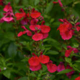 Salvia Mirage Cherry Red P68salmcr - Garden Express Australia