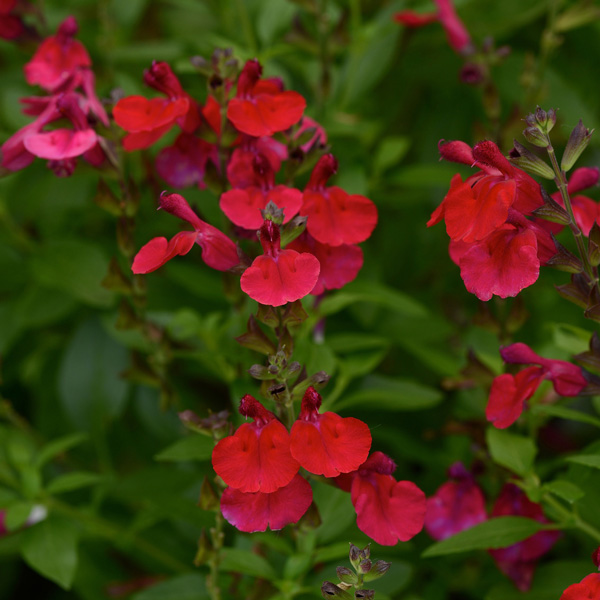 Salvia Mirage Cherry Red