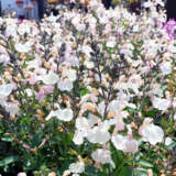 Salvia Mirage Cream P68salmcm - Garden Express Australia