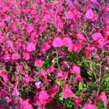 Salvia Mirage Neon Rose P68salmnr - Garden Express Australia