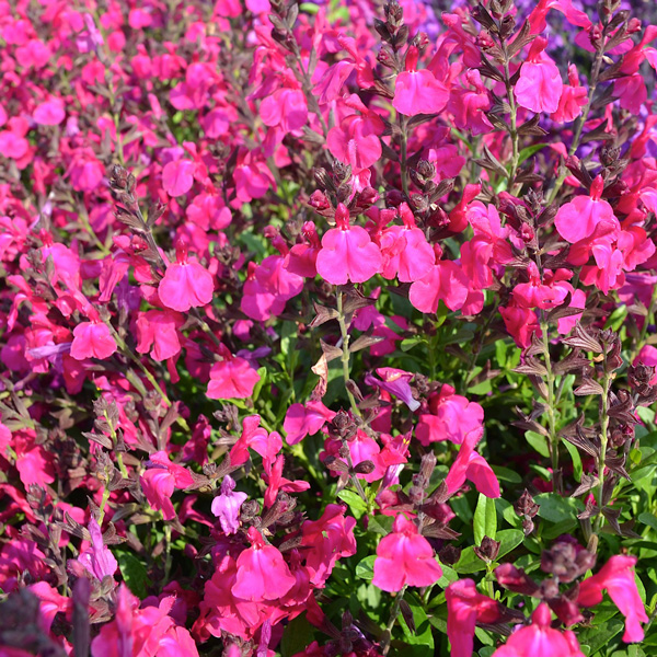 Salvia Mirage Neon Rose