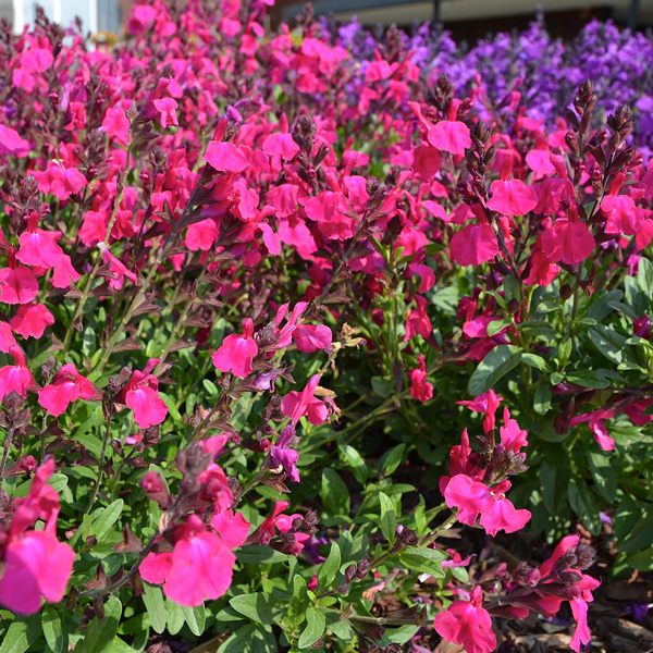 Salvia Mirage Neon Rose