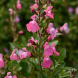 Salvia Mirage Pink P68salmpn - Garden Express Australia