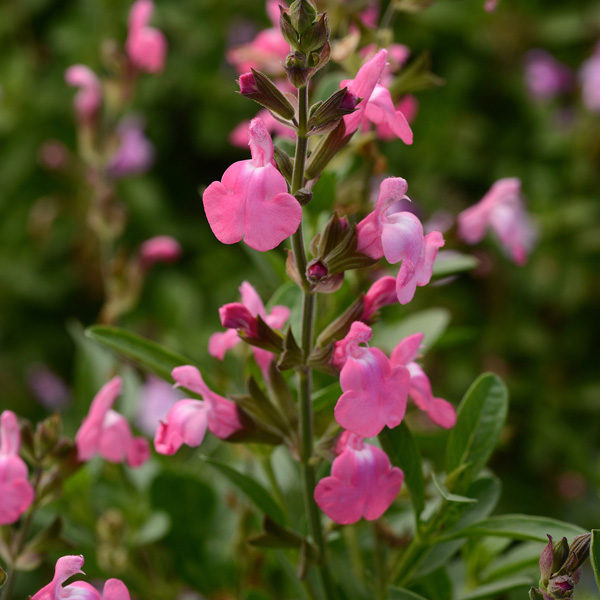 Salvia Mirage Pink