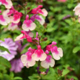 Salvia Mirage Rose Bicolour P68salmrb - Garden Express Australia