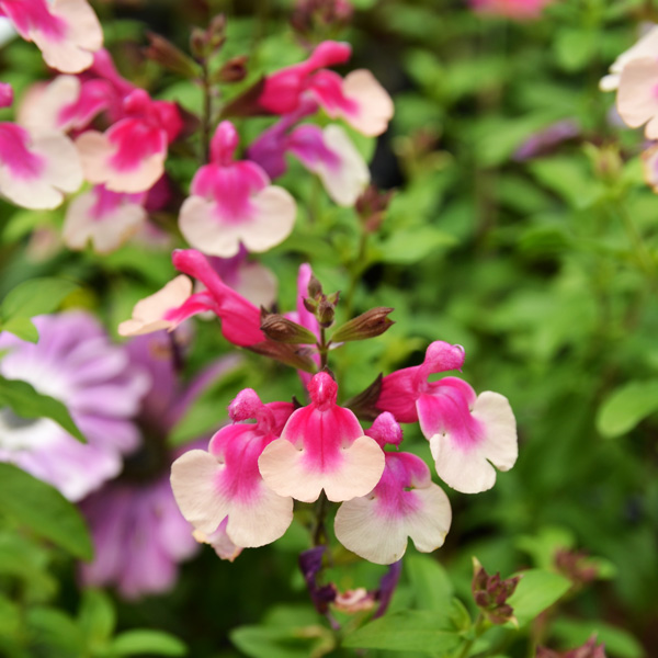 Salvia Mirage Rose Bicolour