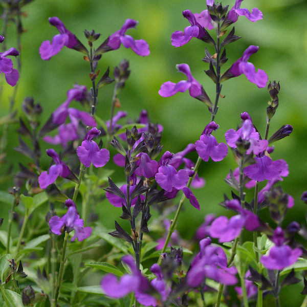 Salvia Mirage Violet