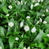 Spathiphyllum Peace Lily Stefanie