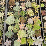 Unnamed Succulent Lucky Dip 12 Pack