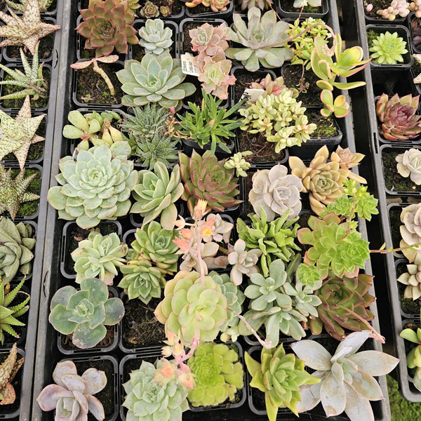 Unnamed Succulent Lucky Dip 12 Pack