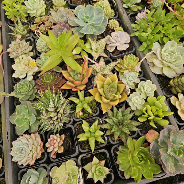 Unnamed Succulent Lucky Dip 12 Pack